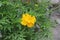 Yellow flowers of Kenikir or Cosmos caudatus, Ulam Raja, in the garden.