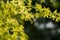 Yellow flowers of Koelreuteria paniculata with bees as pollinators