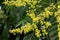 Yellow flowers of Koelreuteria paniculata with bees as pollinators