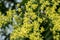 Yellow flowers of Koelreuteria paniculata with bees as pollinators