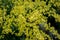 Yellow flowers of Koelreuteria paniculata with bees as pollinators