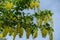 Yellow flowers of Laburnum anagyroides densely packed in pendulous racemes