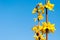 Yellow flowers of Laburnum tree in spring time against blue sky