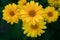 Yellow flowers of lance leaved tickseeds of the sunflower family, coreopsis Coreopsis pubescens in garden