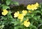 Yellow flowers, leaves, concrete fence and moss