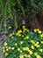 The yellow flowers of the Lesser Celendine under a fir tree in my garden