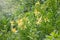 Yellow flowers of Lily Kesselring - Lilium kesselringianum