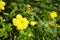 Yellow flowers of Linum flavum, the golden flax or yellow flax