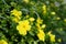 Yellow flowers of Linum flavum, the golden flax or yellow flax