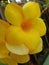 Yellow flowers that look like trumpet flowers, very beautiful