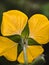 Yellow flowers. Ludwigia peruviana, with the common names Peru primrose-willow or Peru water primrose,