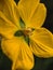 Yellow flowers. Ludwigia peruviana, with the common names Peru primrose-willow or Peru water primrose,