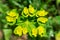 Yellow flowers macro beautiful bokeh background