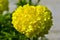 Yellow flowers marigold Tagetes erect Antigua primrose