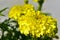 Yellow flowers marigold Tagetes erect Antigua primrose