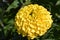 Yellow flowers marigold Tagetes erect Antigua primrose