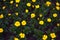 Yellow flowers marigolds rejected ` bonanza yellow` tagetes patula