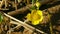 Yellow flowers marsh marigold