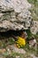 Yellow Flowers Marsh Marigold Or Giant Marsh Marigold Caltha Palustris Subsp.