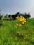 Yellow flowers. Mastered flower with Green blurry background