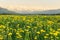 Yellow flowers meadow and beautiful view to snow covered mountains. Evening sunset light and alpenglow. Kempten, Bavaria