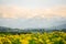 Yellow flowers meadow and beautiful view to snow covered mountains. Evening sunset light and alpenglow. Kempten, Bavaria