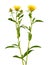 Yellow flowers of meadow fleabane or British yellowhead. Inula britannica