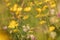 Yellow flowers in a meadow in the setting sun. There is a fly on the flower in the middle