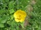 Yellow flowers in the meadow. Springtime. Natural beauty and purity.