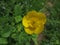 Yellow flowers in the meadow. Springtime. Natural beauty and purity.