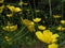 Yellow flowers in the meadow. Springtime. Natural beauty and purity.