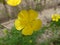 Yellow flowers in the meadow. Springtime. Natural beauty and purity.