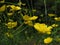 Yellow flowers in the meadow. Springtime. Natural beauty and purity.