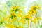 Yellow flowers of medical topinambur for alternative medicine