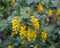 Yellow flowers of the medicinal plant barberry.