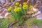 Yellow flowers of Mediterranean spurge Euphorbia characias in mountains