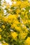 Yellow Flowers of mimosa bush, one sunny day