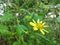 Yellow flowers or Mini Sunflower