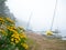 Yellow flowers on a Minnesota resort beach on a foggy morning