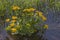 Yellow flowers in the moorland