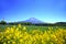 Yellow Flowers & Mount Fuji