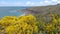 Yellow Flowers Moving in the Wind in Brittany