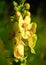 yellow flowers mullein grow on the field