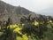 Yellow flowers of mustrad plant  and green trees and mountain.