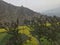 Yellow flowers of mustrad plant  and green trees and mountain.