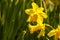 Yellow flowers of narcissus daffodils