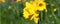 Yellow flowers of Narcissus in panoramic view