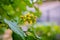 Yellow flowers. Narrow focus.