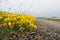 Yellow flowers of  Narrowleaf trefoil