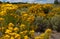 Yellow flowers of New Mexico Golden Rabbit Brush